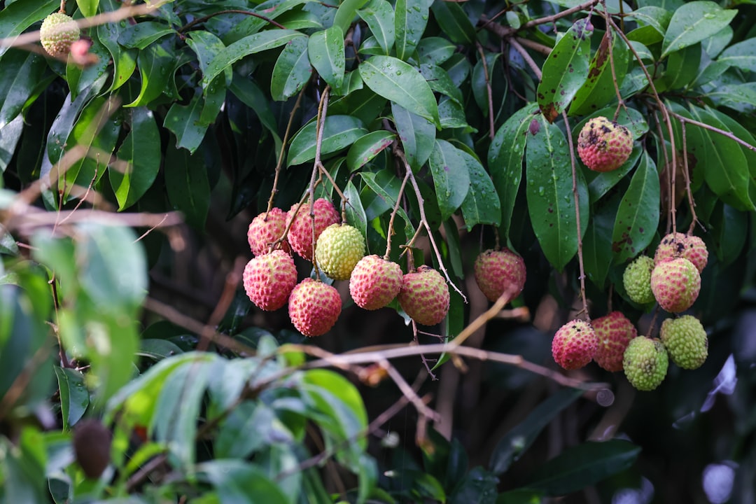 Photo exotic fruits cultivation