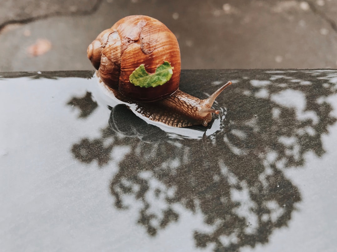 Photo Slow food philosophy