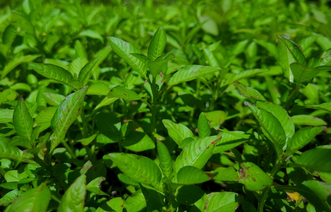 Photo Polish herbs applications