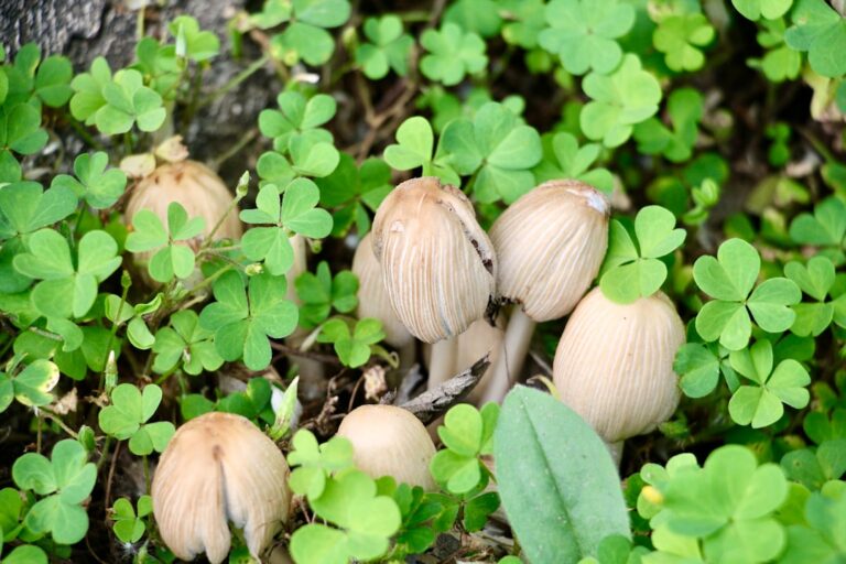 Photo medicinal mushrooms
