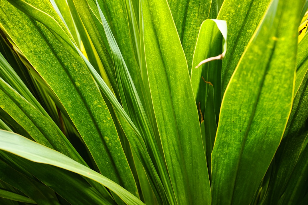 Photo Oleje roślinne porównanie