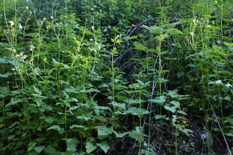 Photo wild herbs identification