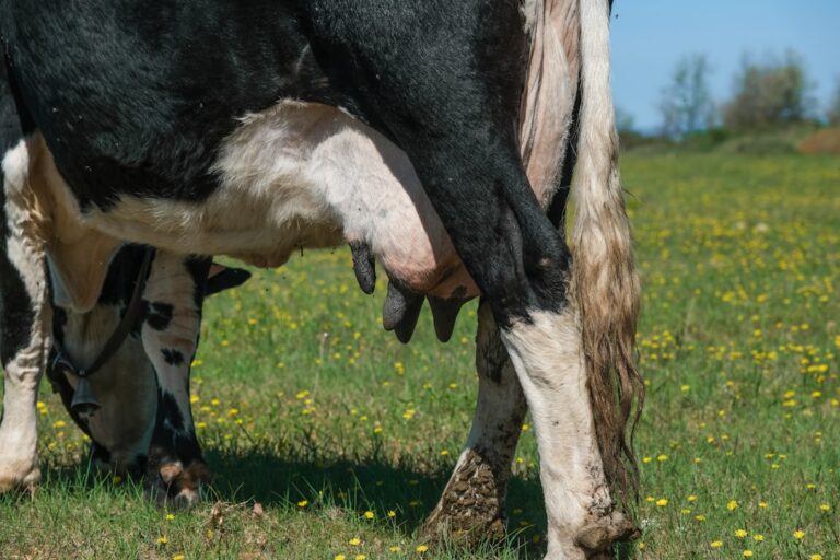 Photo plant-based milk comparison